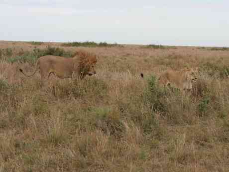 Experience Kenya Horizons Safari